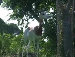 Gazelle Walks Away Stock Footage