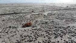crab in the sand in a hole in ecuadorian beach in montaÃ±ita Stock Footage