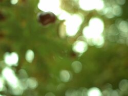 Conker falling against blurred foliage Stock Footage