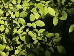HD: Fresh Green Leaves Stock Footage