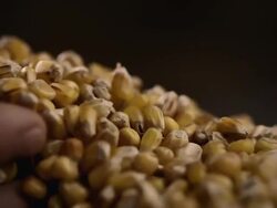 Holding Organic Corn Maize in Hands Stock Footage