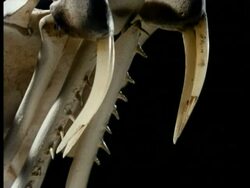 BCU 2 front fangs attached to jawbone Stock Footage