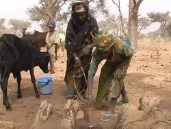 Women gathering water from well, Kenya Stock Footage