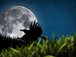 Silhouette of Bird Stock Footage