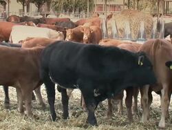 Herd of bulls in the paddock Stock Footage