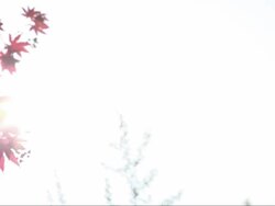 maple light Stock Footage