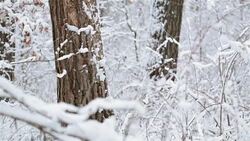 Trees covered with snow. Forest in winter. Stock Footage