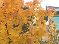 HD: Maple tree Stock Footage