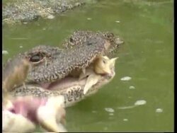 CHINA: BEIJING: CROCODILE ZOO: VISITORS CAN FEED LIVE BIRDS TO CROCS News Clip