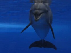 Bottlenose Dolphin Stock Footage