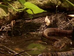 Close Up - Snake grips and begins to eat still live frog /  Stock Footage