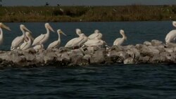 A flock of white pelicans roosts on a rocky sandbar. Stock Footage