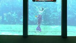 CLEAN : Meet the mermaids of Weeki Wachee News Clip