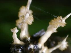 Cordyceps fungus growing out of a parasitized moth in Ecuador. Stock Footage