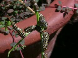 Caterpillars Stock Footage