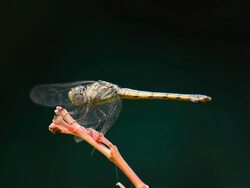Dragonfly Stock Footage