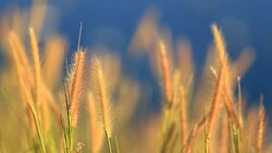 The wind blew the grass Stock Footage