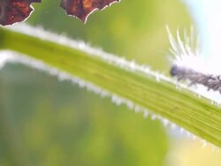 In the stem creeping caterpillar. Stock Footage