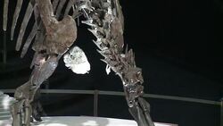 CLEAN : Rare dinosaur skeleton goes on display in London News Clip