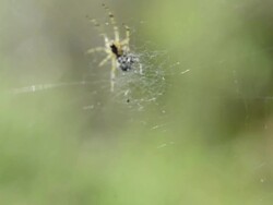 Spider on the web Stock Footage