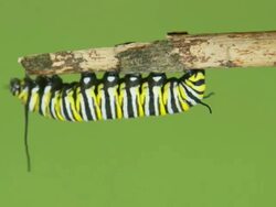 Monarch butterfly caterpillar Stock Footage