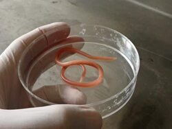Ascaris nematode parasite on a petri dish Stock Footage