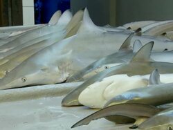 MS Rows of whole dead sharks for sale on fish counter at market / Brunei, Brunei Darussalam Stock Footage