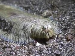 CU Flounder burying itself / Lembeh strait, Sulawesi, Indonesia  Stock Footage