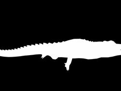 Floating Crocodile (Loopable) Stock Footage