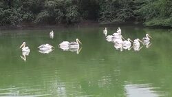 Flock of pelican swimming in a lake Stock Footage