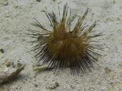 Sea Urchin Stock Footage