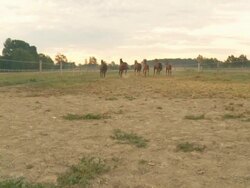 HD CRANE: Horses Running At Dawn Stock Footage