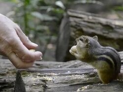 MS Shot of chipmunk (Tamias striatus) taking peanuts from woman hand and eating / Valparaiso, Indiana, United States Stock Footage