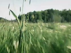 Crawling in the grass Stock Footage