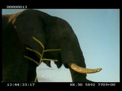 MCU African Elephant (Loxodonta africana), head feeding on grass whilst flapping ears, at dusk Stock Footage