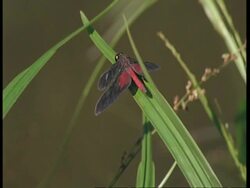 MCU Tilt up leaf to Dragonfly, flies to next leaf, Amazon Stock Footage