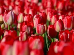 beautiful red tulips in Spring Stock Footage