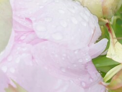 PEONIES : close-up, spin (LOOP) Stock Footage