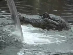 florida allegator Stock Footage