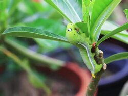 Caterpillar Stock Footage