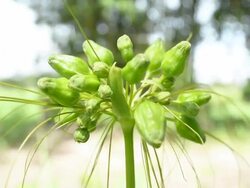 Natural Flower Stock Footage