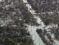 Aerial over telephone poles and trees in flooded streets / New Orleans, Louisiana Stock Footage