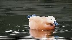 Slow motion of bird Stock Footage