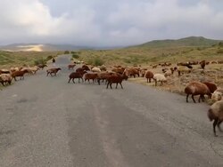 Mount Aragats, herd of sheep crossing a road Stock Footage