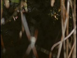 CU pull focus to Argiopidae Spider on web, Bandhavgarh National Park, India Stock Footage