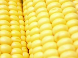 Corn macro Stock Footage