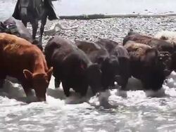Cowboy herding cattle across river  rapids Stock Footage