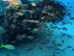 MS Shot of Schools of various fish swimming or drifting with surge above and below ledge / Matola, Maputo, Mozambique Stock Footage