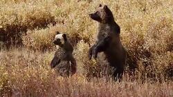 MS  shot of a grizzly bear  (Ursus arctos horribilis) sow with a cub standing up in a field of golden fall willows Stock Footage
