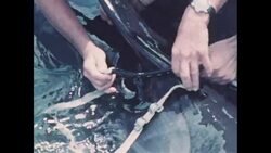 US Navy trains whales to recover objects on sea floor Instructional Video